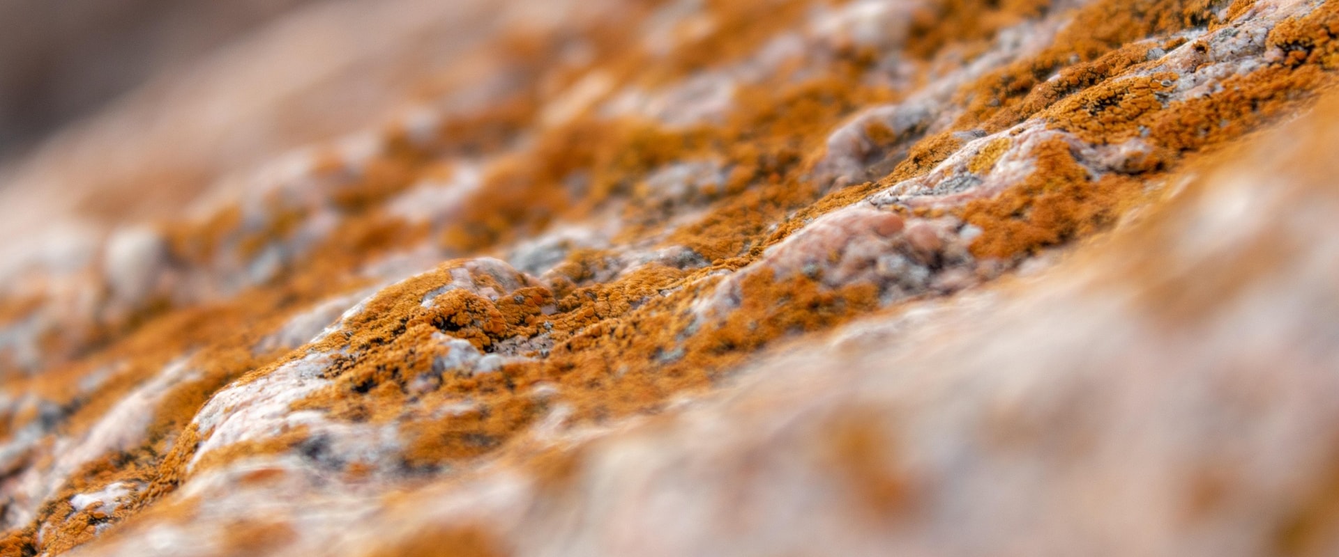 Prevent Mold Issues Before Home Inspections in Portland, OR