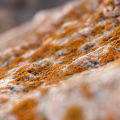 Prevent Mold Issues Before Home Inspections in Portland, OR